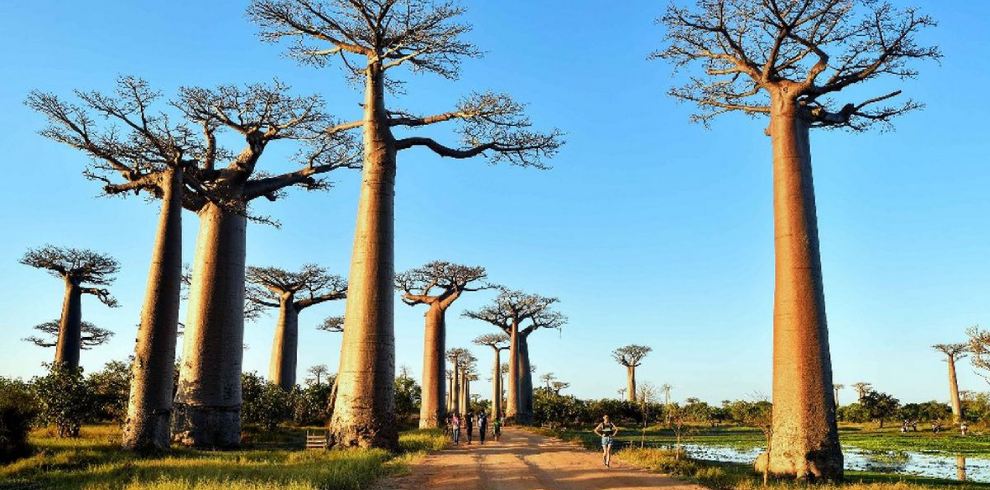 allée des baobabs